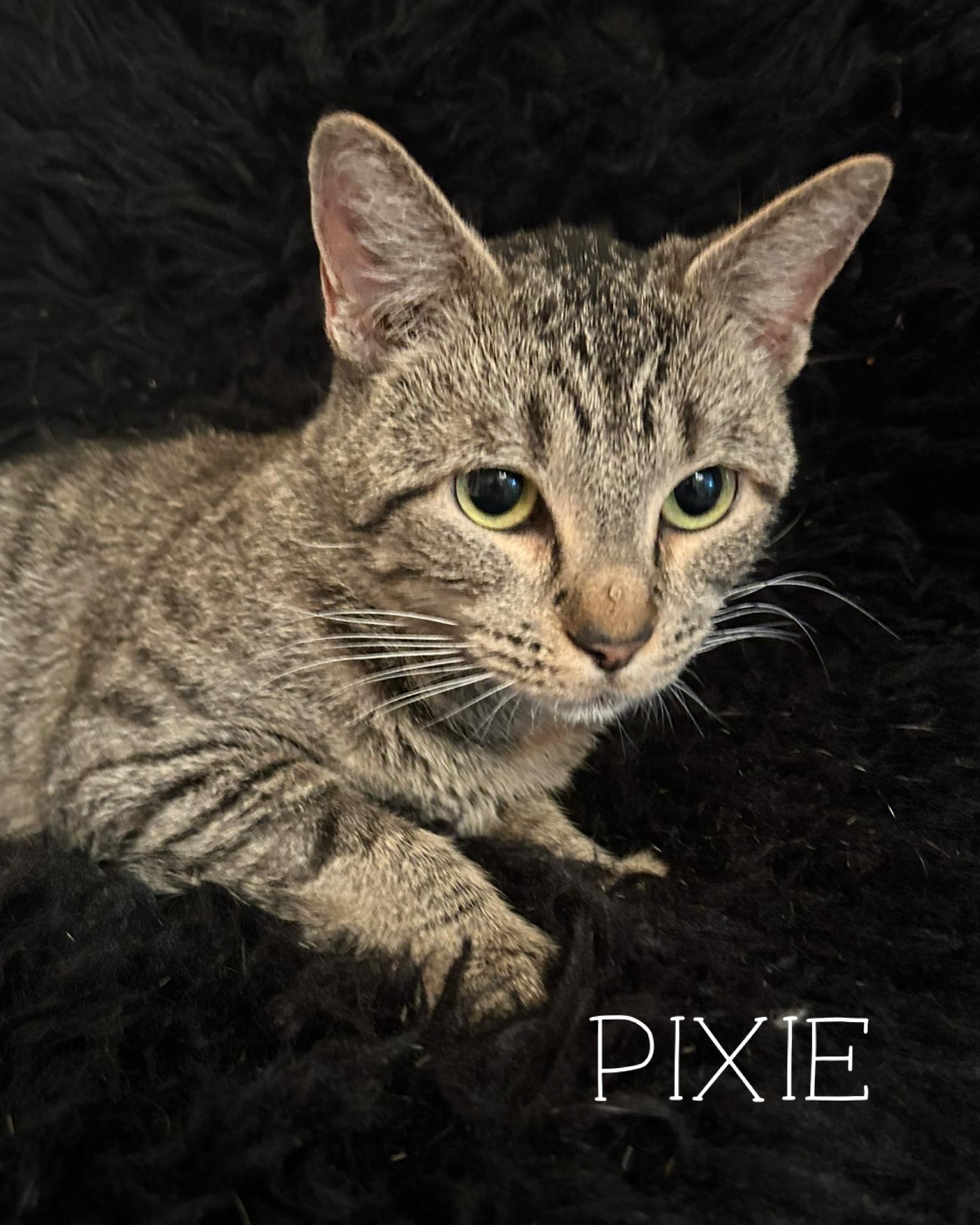 Enlarge Pixie, a Adoptable Tabby in Fort Worth, TX image 1/1