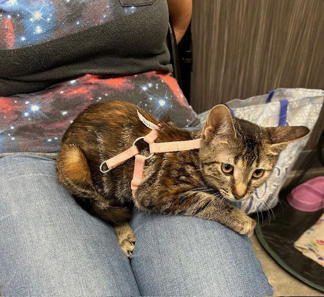 Arielle, a Adoptable Tabby in Orlando, FL image 1/3