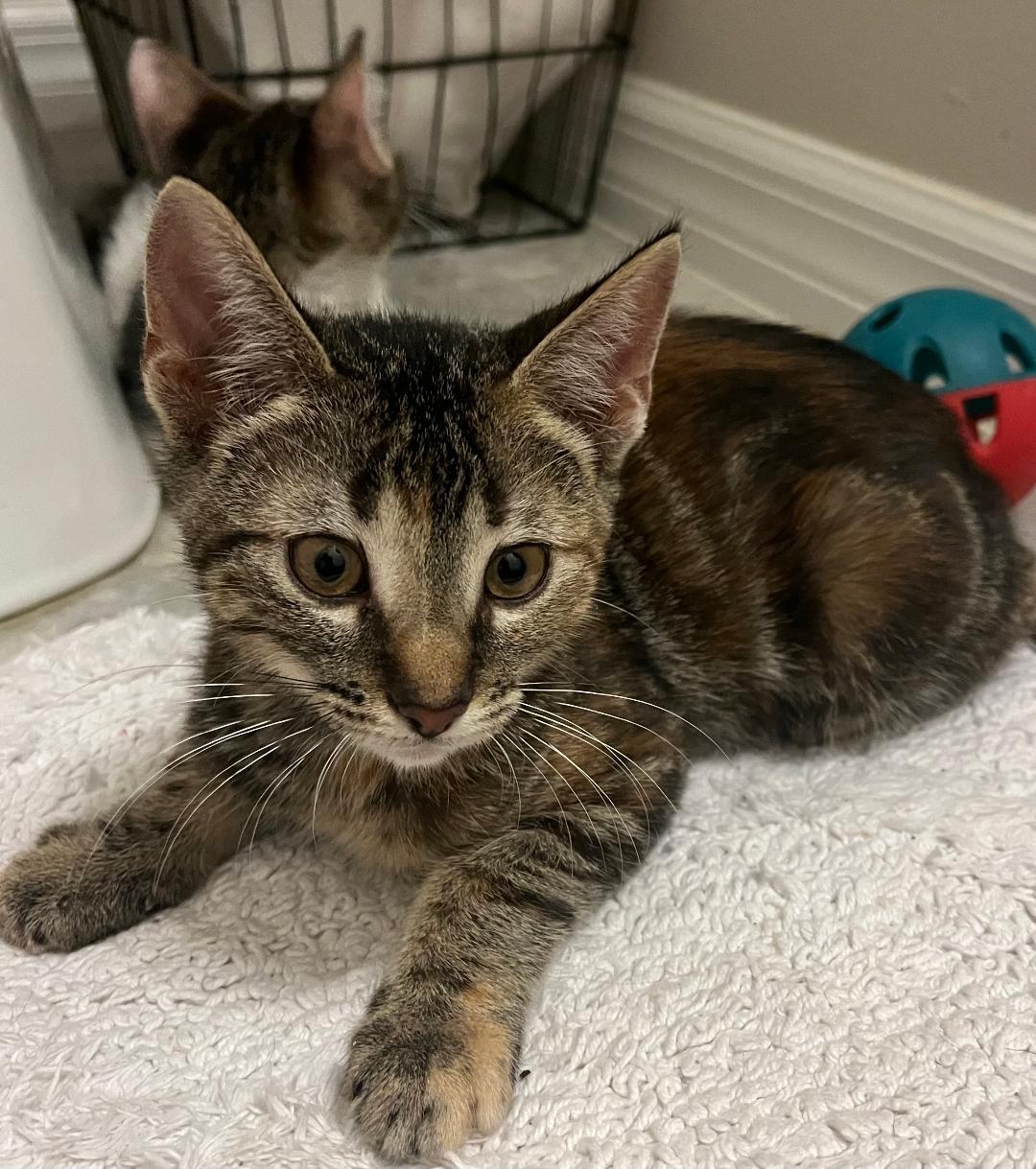 Arielle, Adoptable, Kitten Female Tabby.