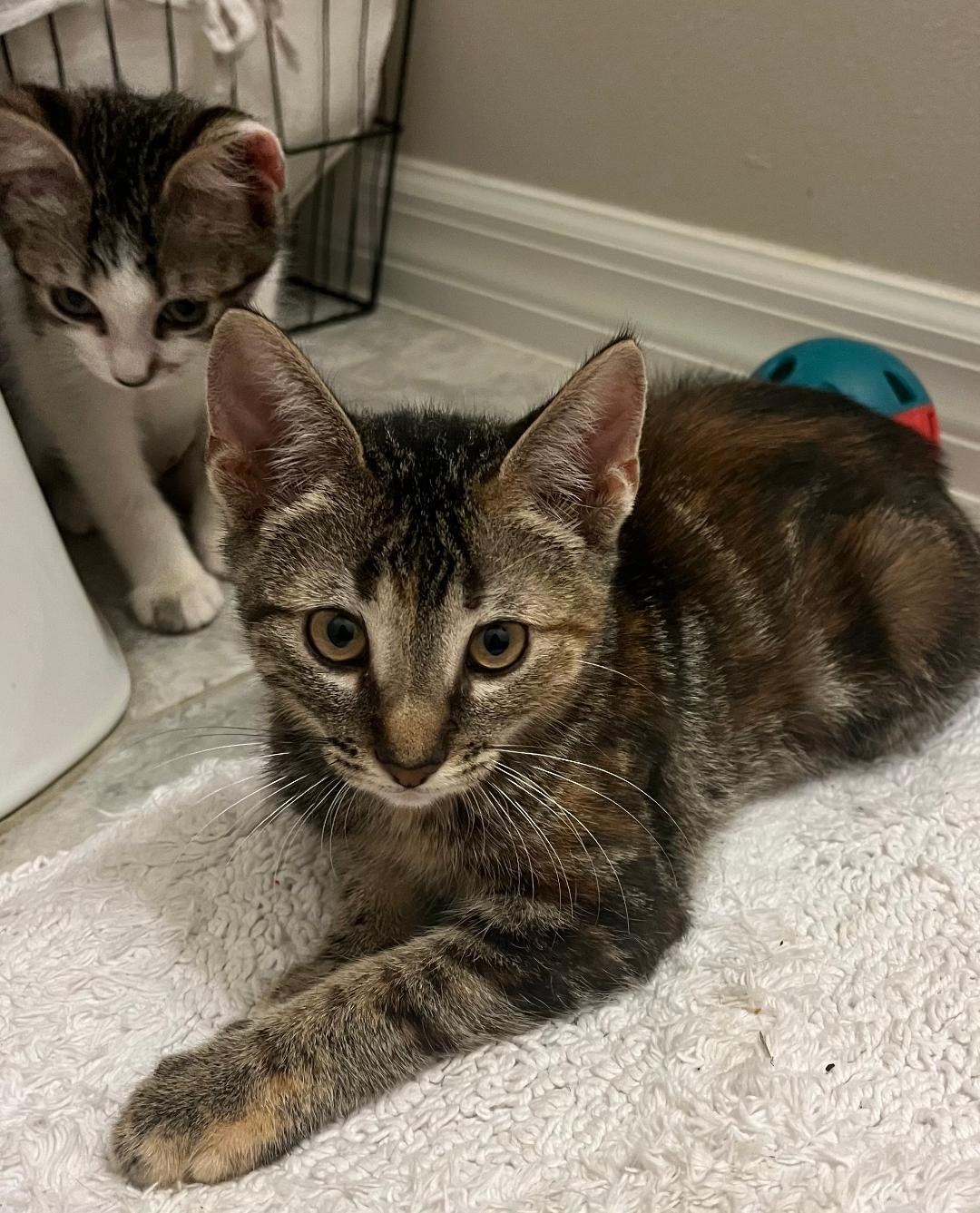 Arielle, a Adoptable Tabby in Orlando, FL image 2/3