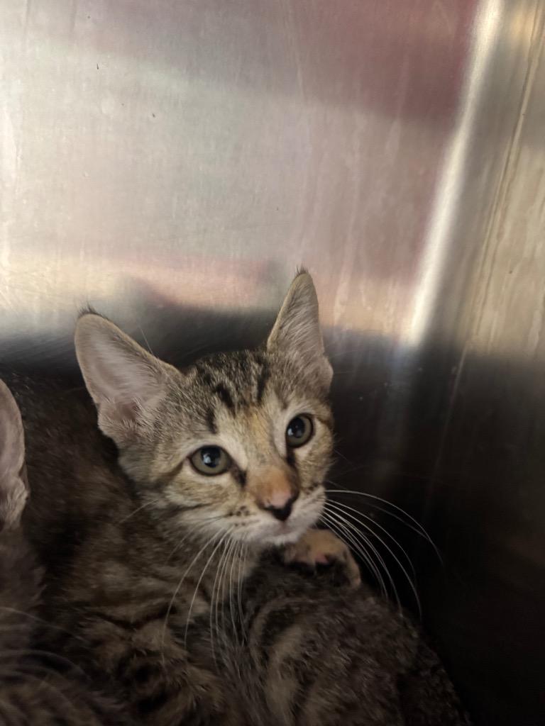 Enlarge Orion, a Adopted mixed breed in Belton, TX image 1/1