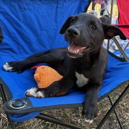 Ranger, a Adoptable mixed breed in San Antonio, TX image 1/5