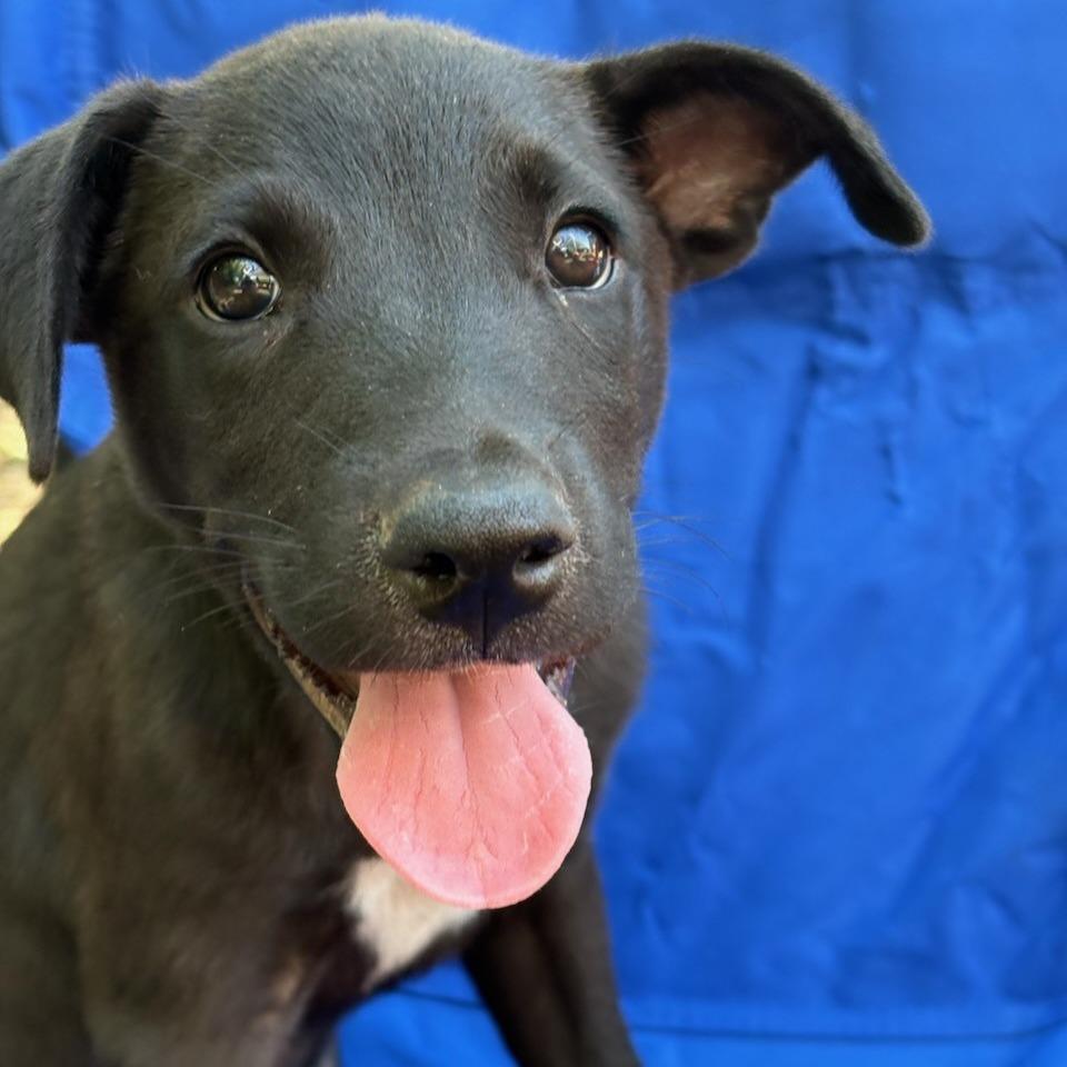 Ranger, a Adoptable mixed breed in San Antonio, TX image 2/5