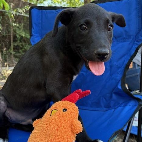 Ranger, a Adoptable mixed breed in San Antonio, TX image 3/5