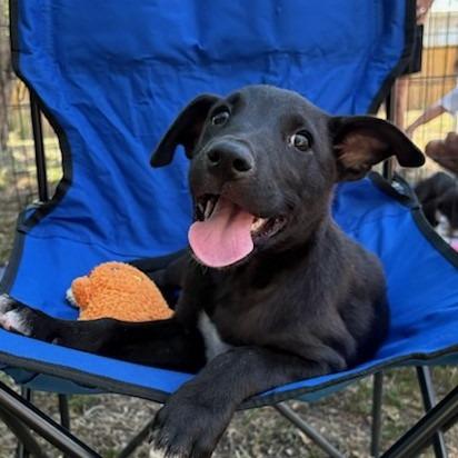 Ranger, a Adoptable mixed breed in San Antonio, TX image 4/5