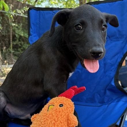 Ranger, a Adoptable mixed breed in San Antonio, TX image 5/5