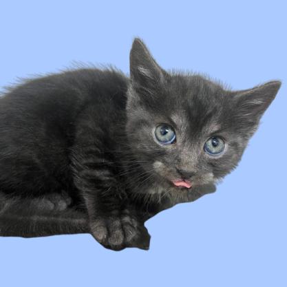 Enlarge Binks, a Adoptable Domestic Short Hair in Tuscaloosa, AL image 1/1