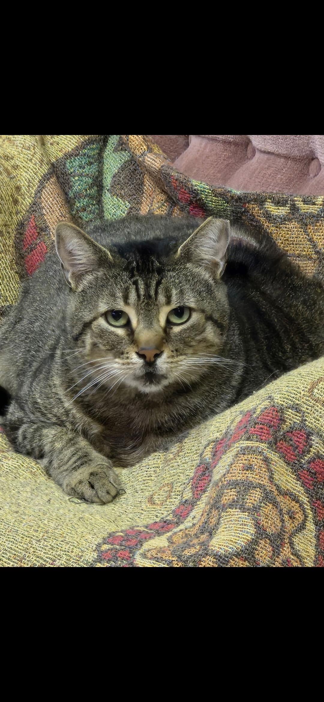 Enlarge Hank The Tank, a Adoptable Domestic Short Hair in Harrisburg, PA image 1/1