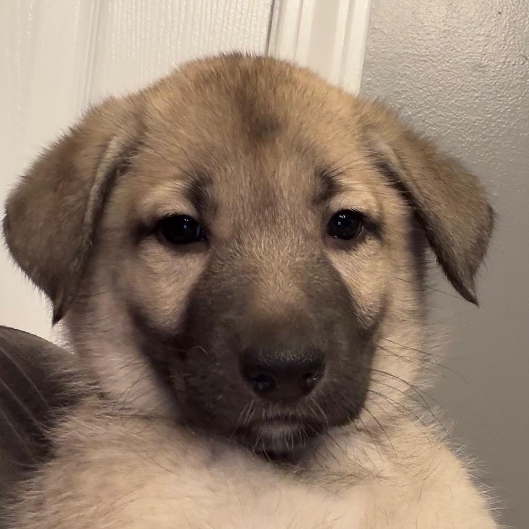 Frida, a Adoptable mixed breed in Greenfield, IN image 1/2