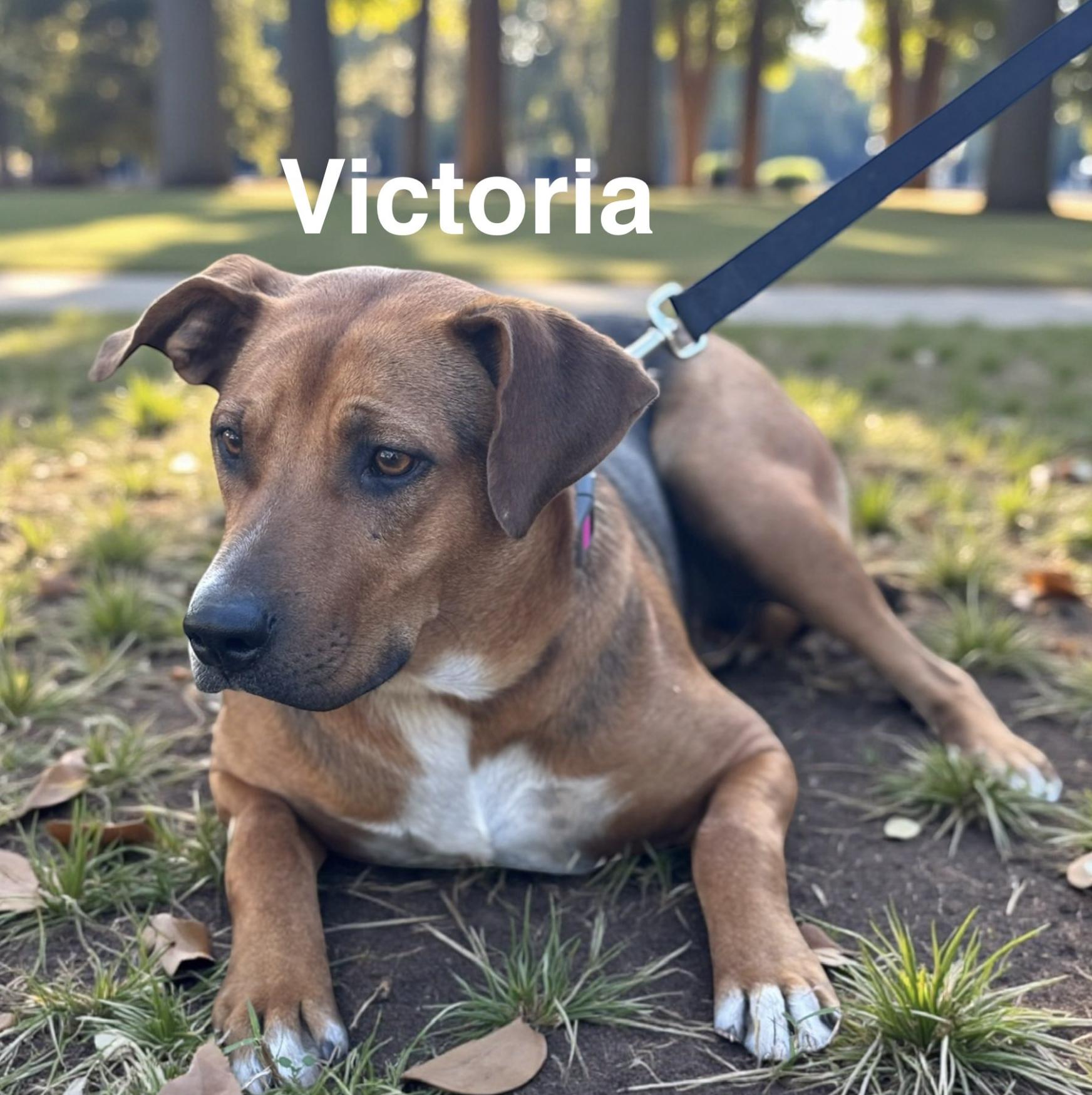 Victoria thumbnail 2