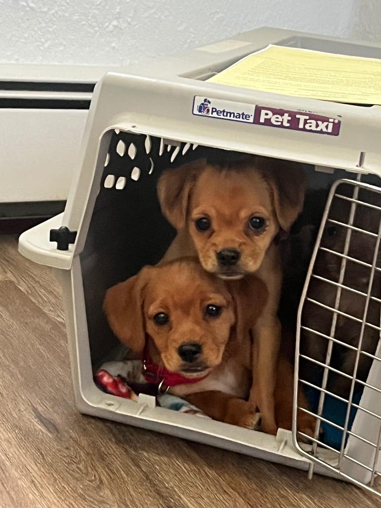 Fern, Adoptable, Puppy Female Terrier & Spaniel.