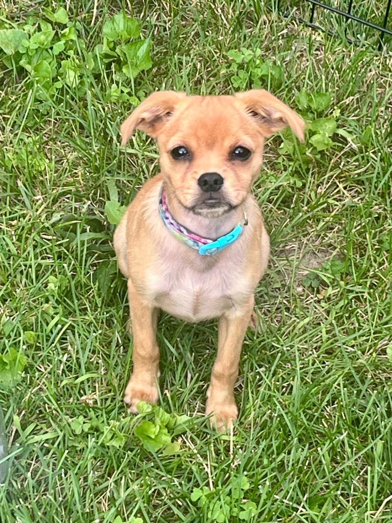 Fern, a Adoptable mixed breed in Gloversville, NY image 2/4