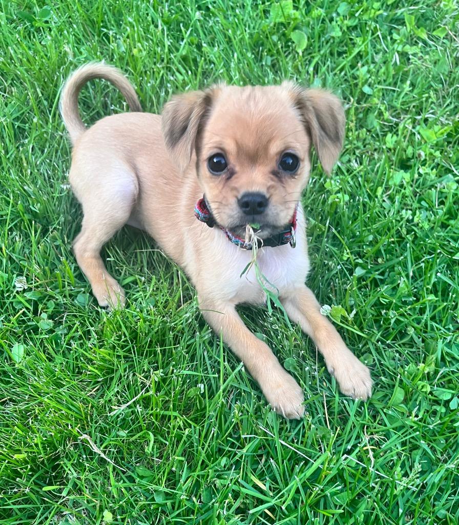 Fern, a Adoptable mixed breed in Gloversville, NY image 3/4