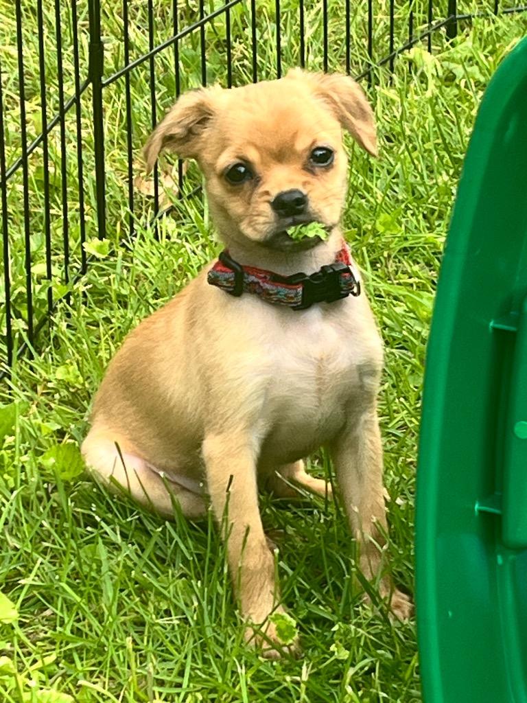 Fern, a Adoptable mixed breed in Gloversville, NY image 4/4