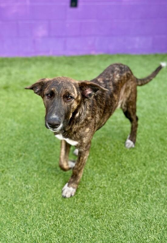Hydra, Adoptable, Puppy Female Shepherd & Mixed Breed.