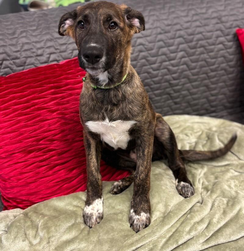 Hydra, a Adoptable mixed breed in San Francisco , CA image 2/6