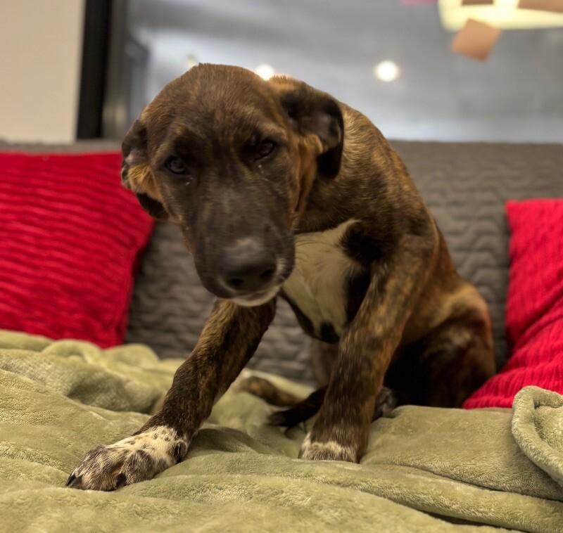 Enlarge Hydra, a Adoptable mixed breed in San Francisco , CA image 3/6