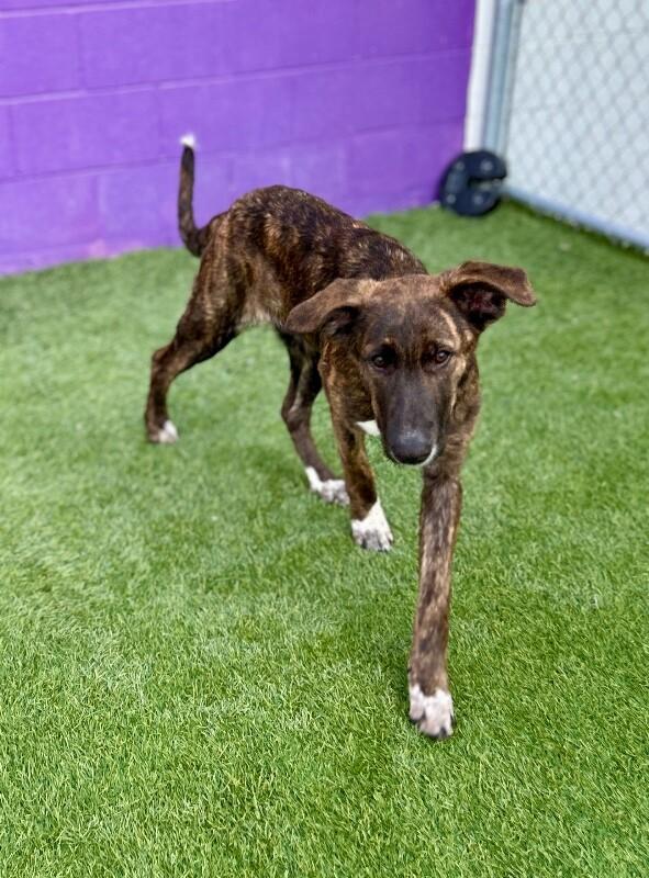 Hydra, a Adoptable mixed breed in San Francisco , CA image 3/6