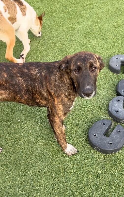 Hydra, a Adoptable mixed breed in San Francisco , CA image 4/6