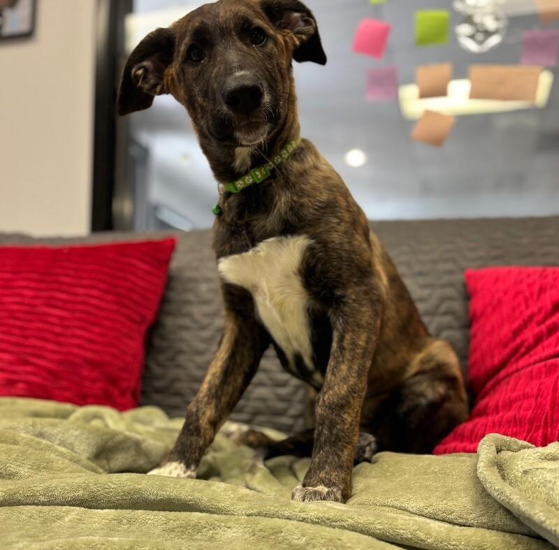 Hydra, a Adoptable mixed breed in San Francisco , CA image 5/6