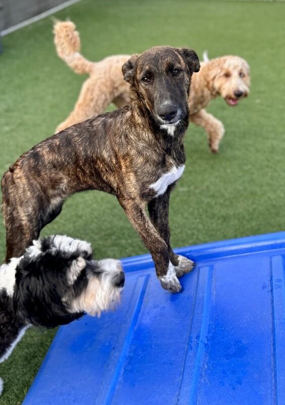 Hydra, a Adoptable mixed breed in San Francisco , CA image 6/6