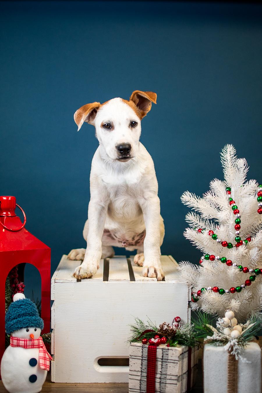 Enlarge 1062-25, a ADOPTABLE mixed breed in Brighton, CO image 1/1
