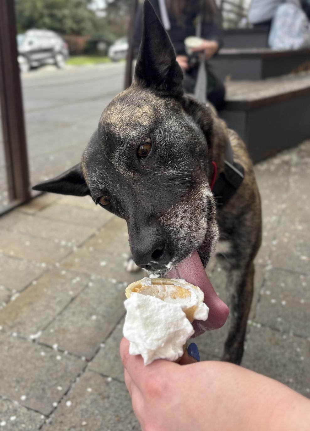 Enlarge Baia, a ADOPTABLE mixed breed in Davis, CA image 3/6