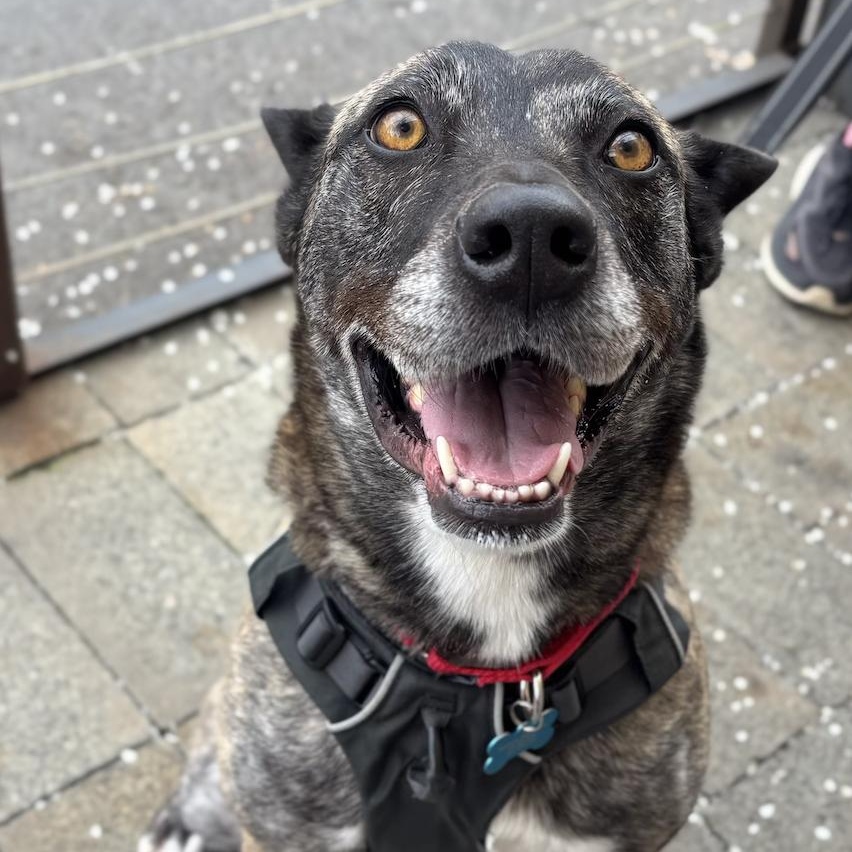 Enlarge Baia, a ADOPTABLE mixed breed in Davis, CA image 2/6