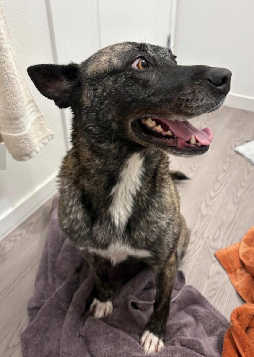 Enlarge Baia, a ADOPTABLE mixed breed in Davis, CA image 2/5