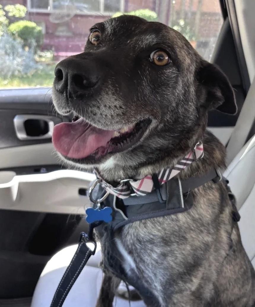 Baia, a ADOPTABLE mixed breed in Davis, CA image 1/6