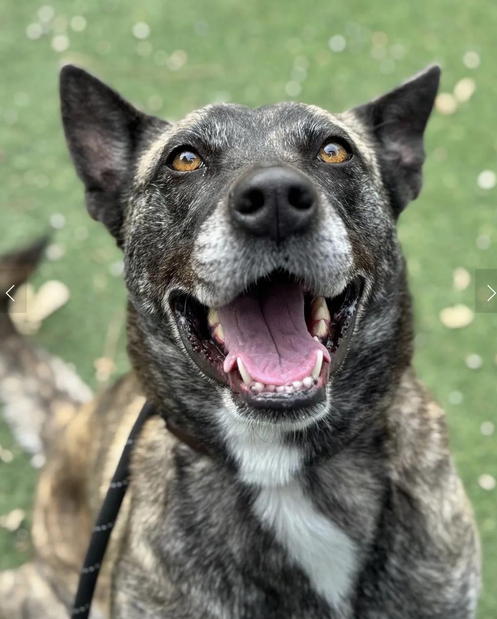 Enlarge Baia, a ADOPTABLE mixed breed in Davis, CA image 1/5