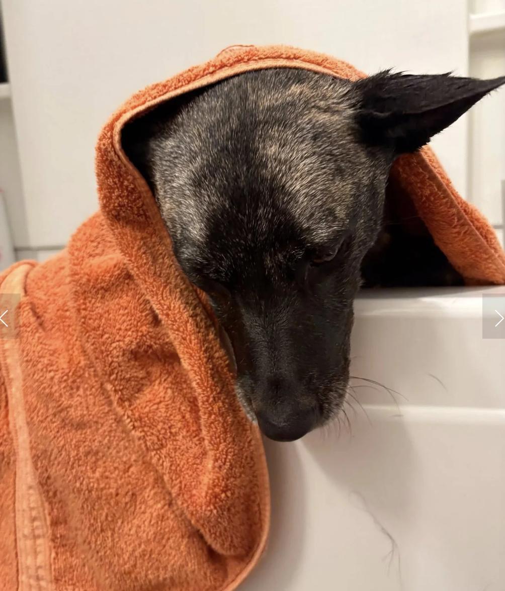 Enlarge Baia, a ADOPTABLE mixed breed in Davis, CA image 4/5