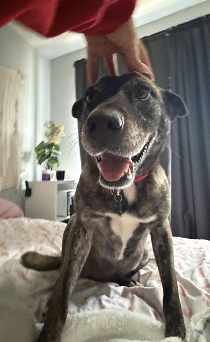 Baia, ADOPTABLE, Young Female Shepherd.