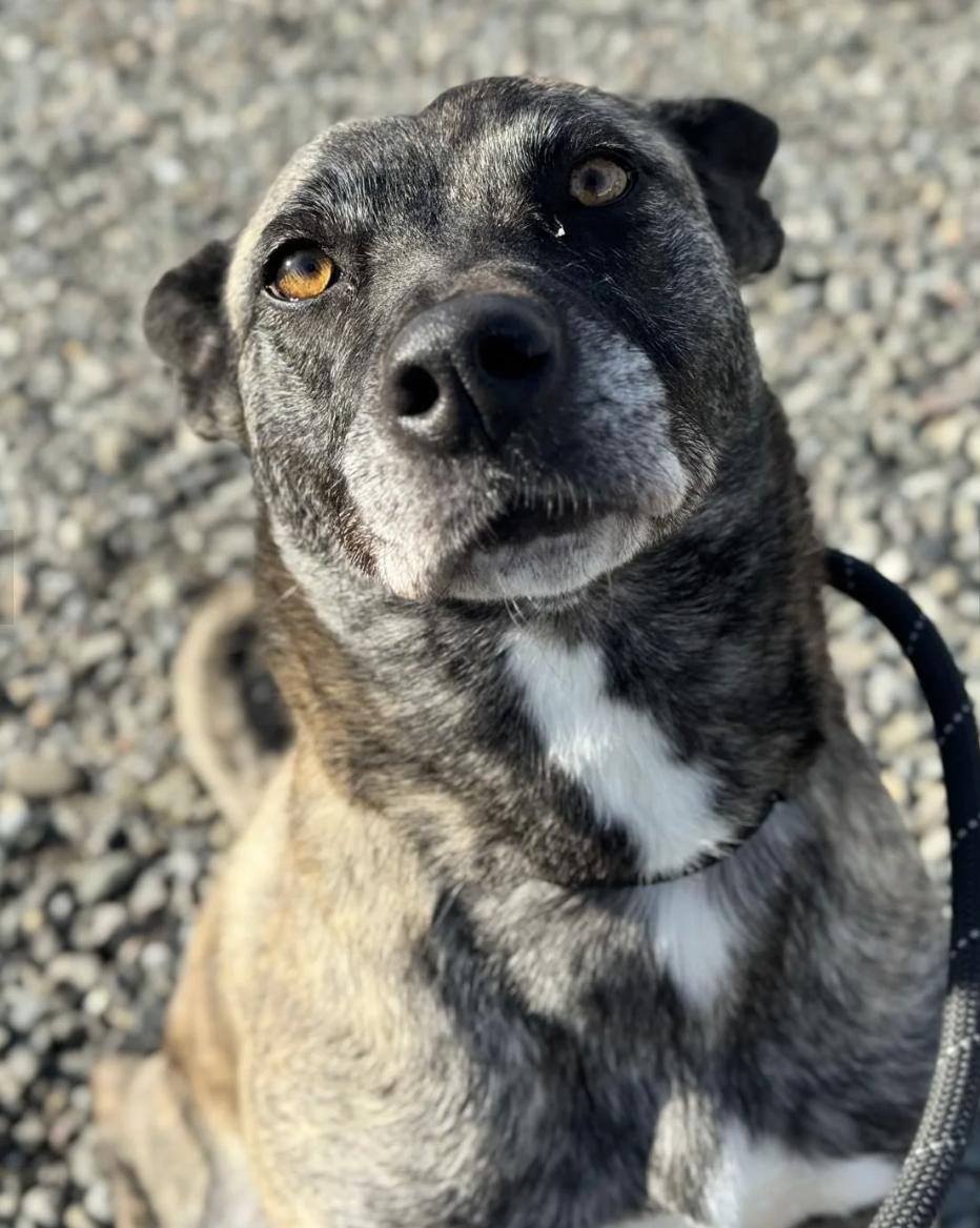 Enlarge Baia, a ADOPTABLE mixed breed in Davis, CA image 5/5