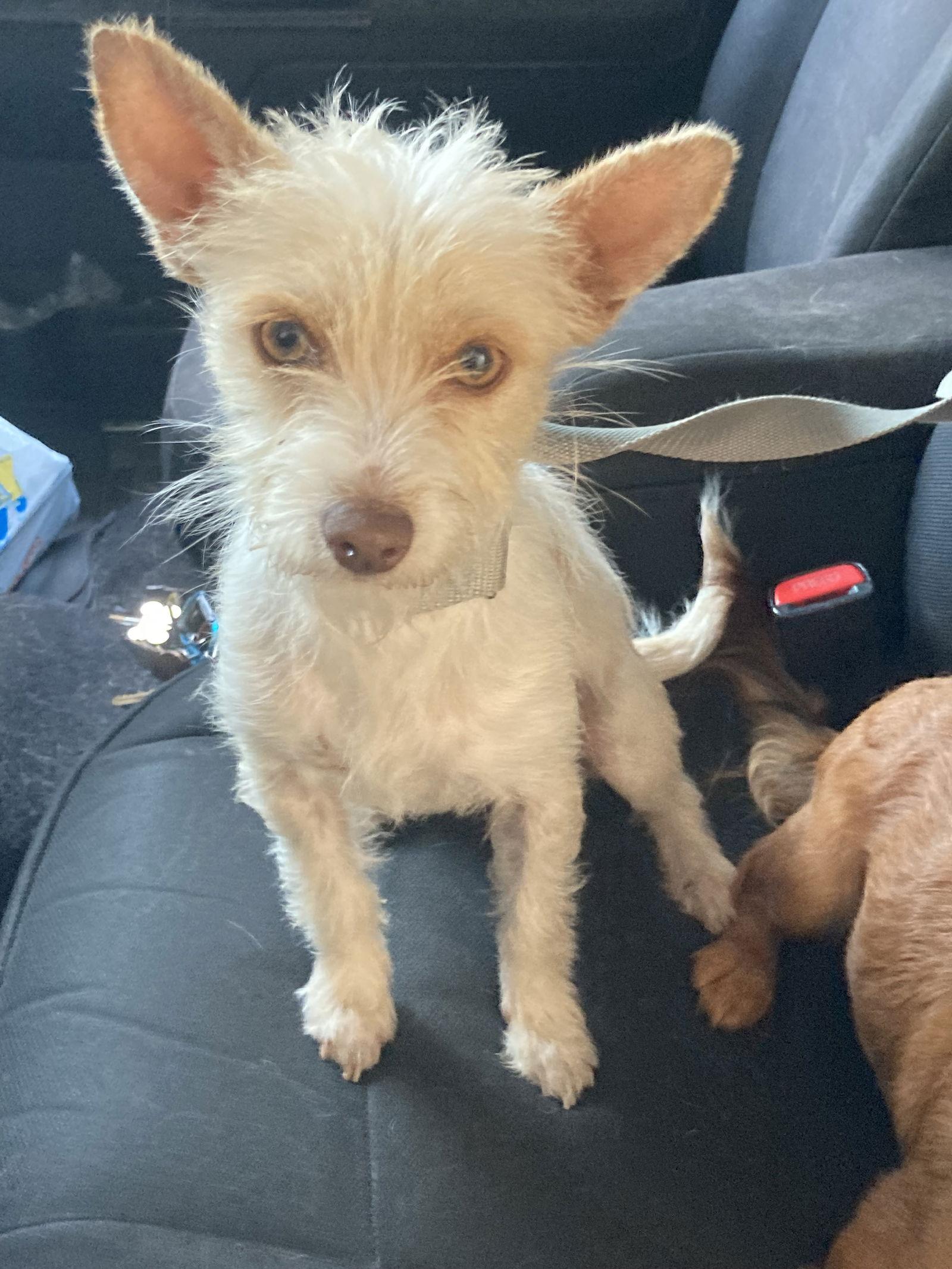 Debby, a Adoptable mixed breed in San Diego, CA image 2/3