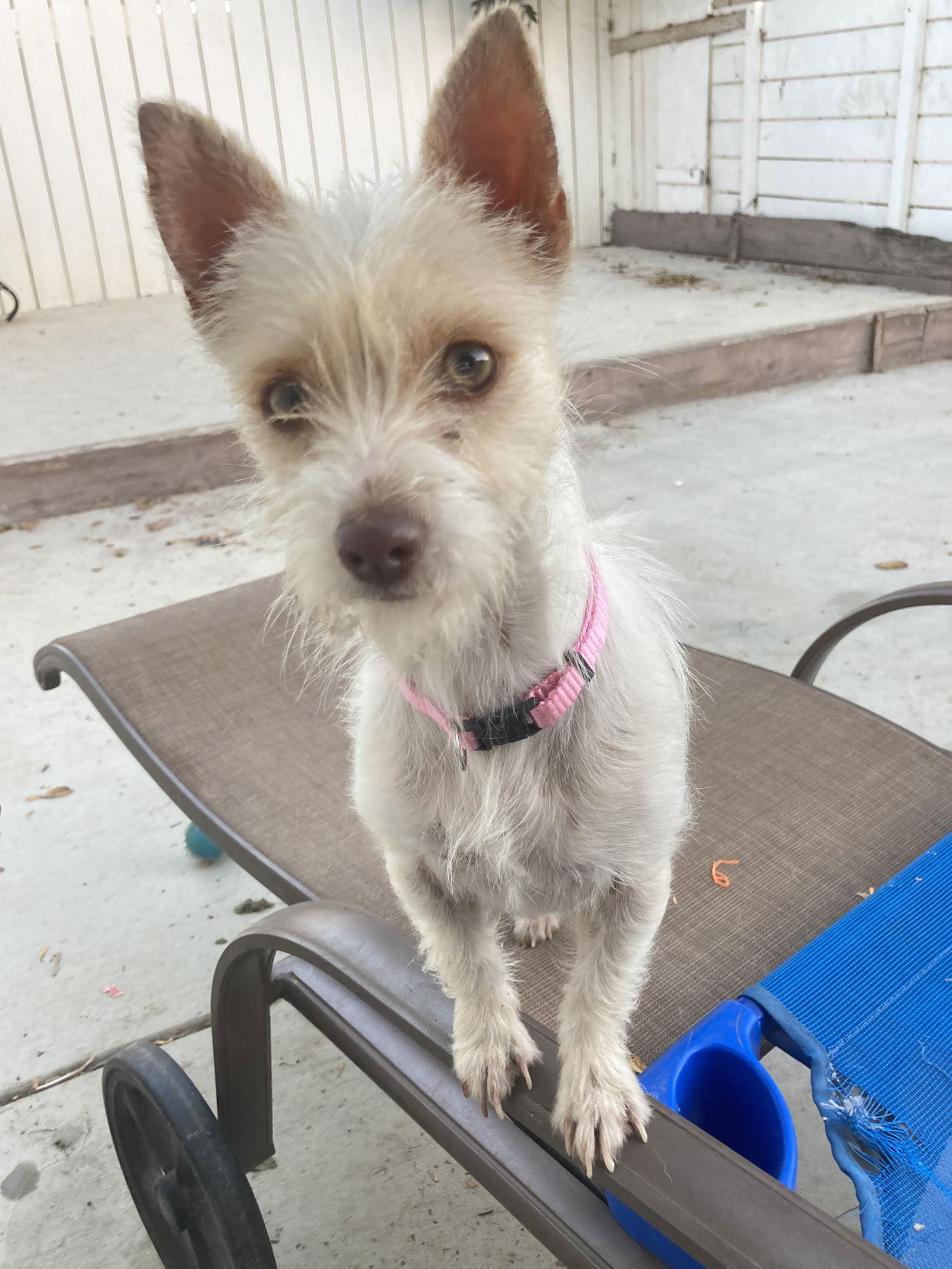 Debby, a Adoptable mixed breed in San Diego, CA image 3/3