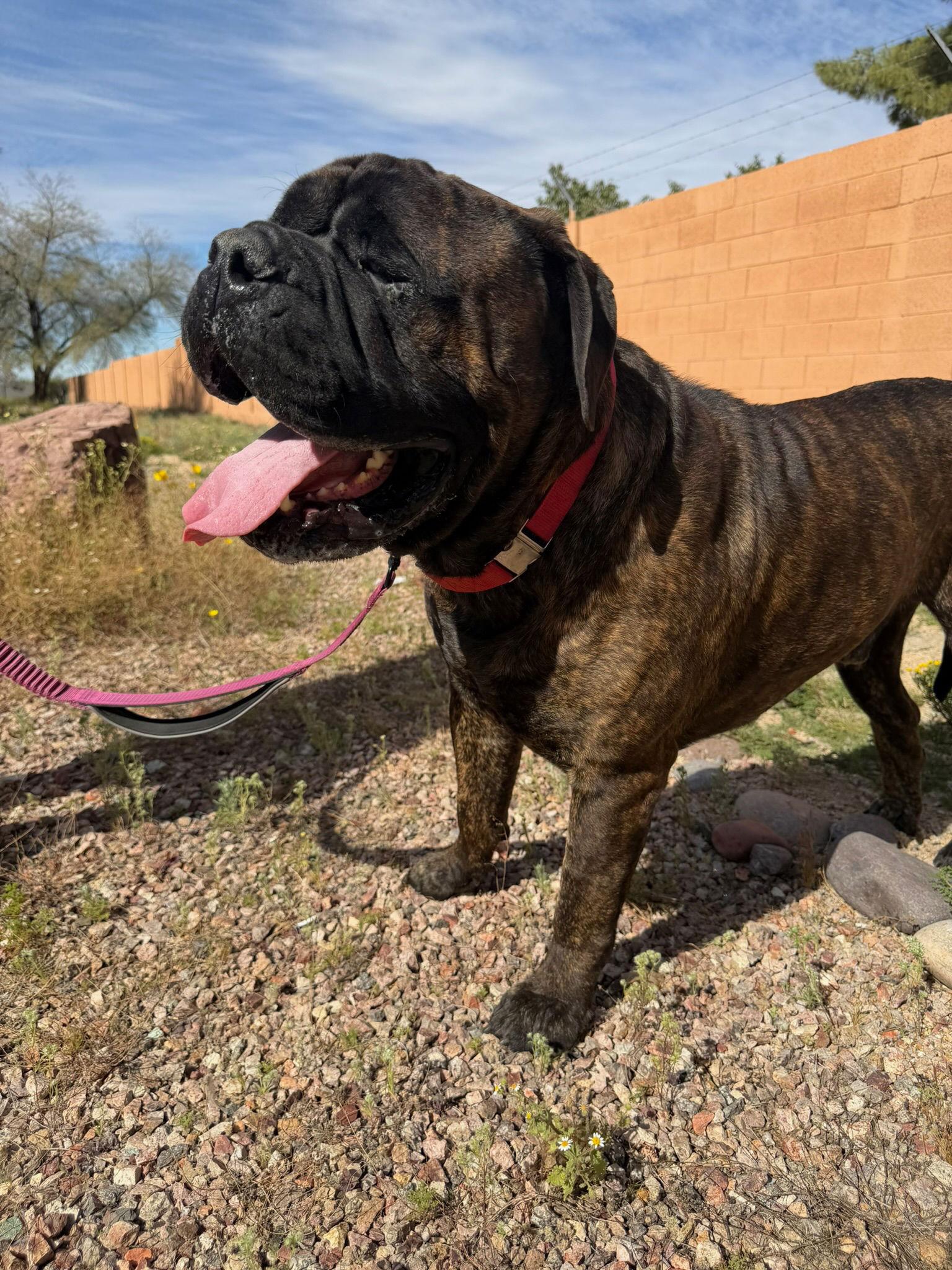 Baloo - Adoption pending, Adopted, Young Male Bullmastiff.