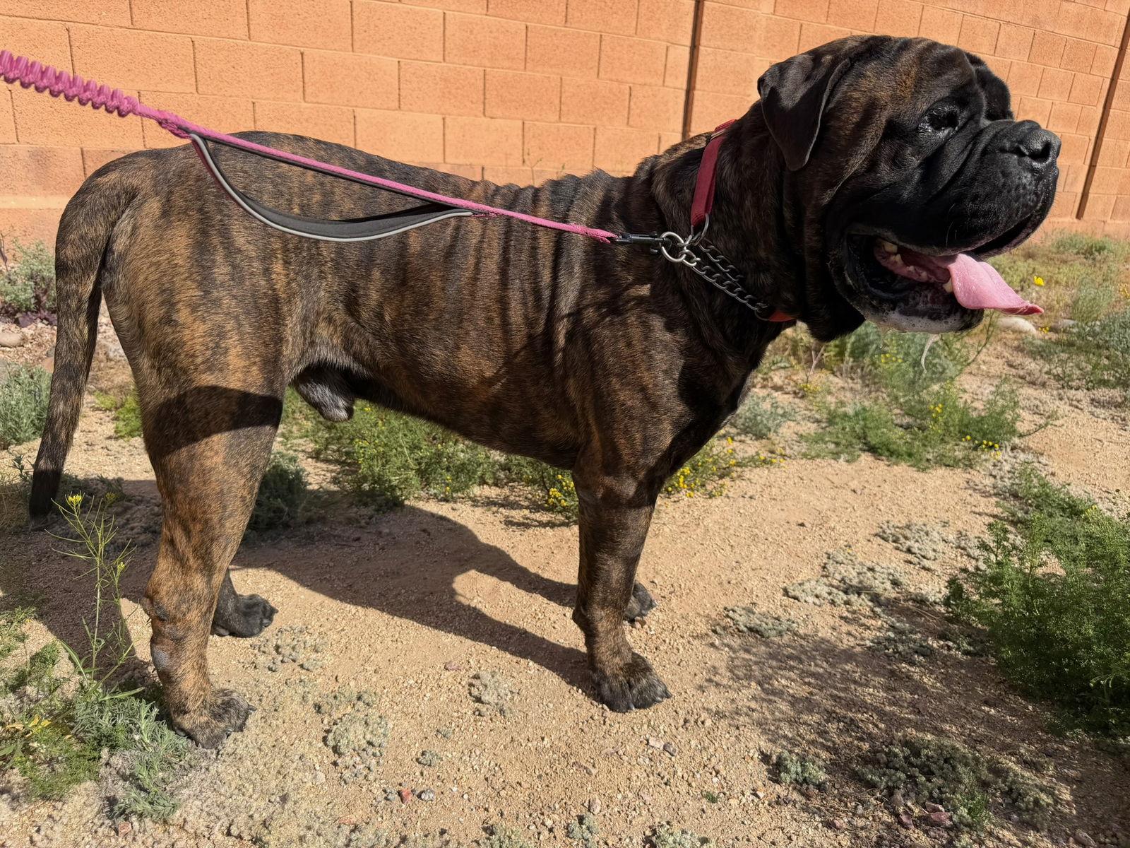 Enlarge Baloo - Adoption pending, a Adopted Bullmastiff in Glendale, AZ image 2/2