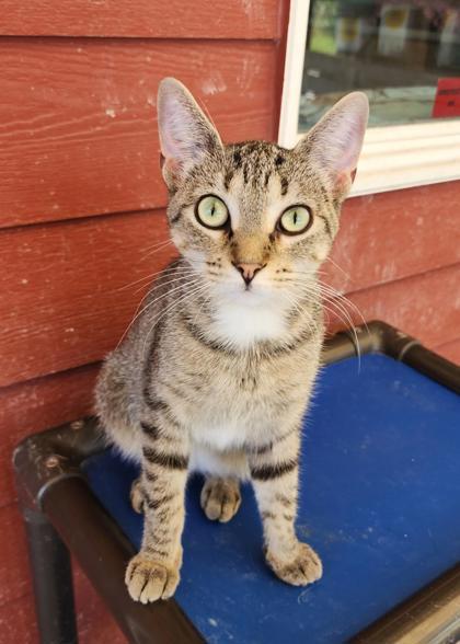 Enlarge Gigi, a ADOPTABLE mixed breed in Fairfield, IA image 1/1