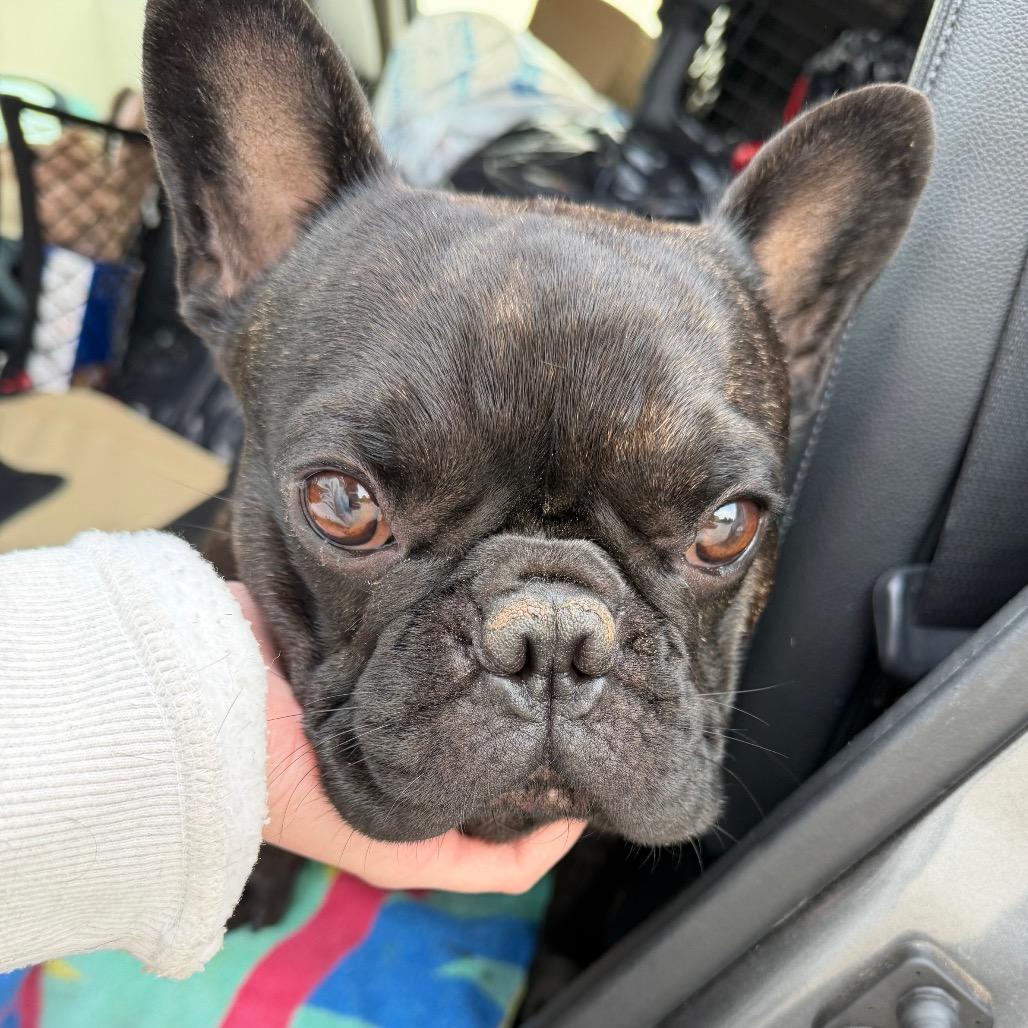 Byron C-34133, Adoptable, Adult Male French Bulldog.