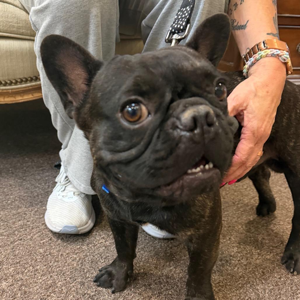 Enlarge Byron C-34133, a Adoptable French Bulldog in Oklahoma City, OK image 2/2