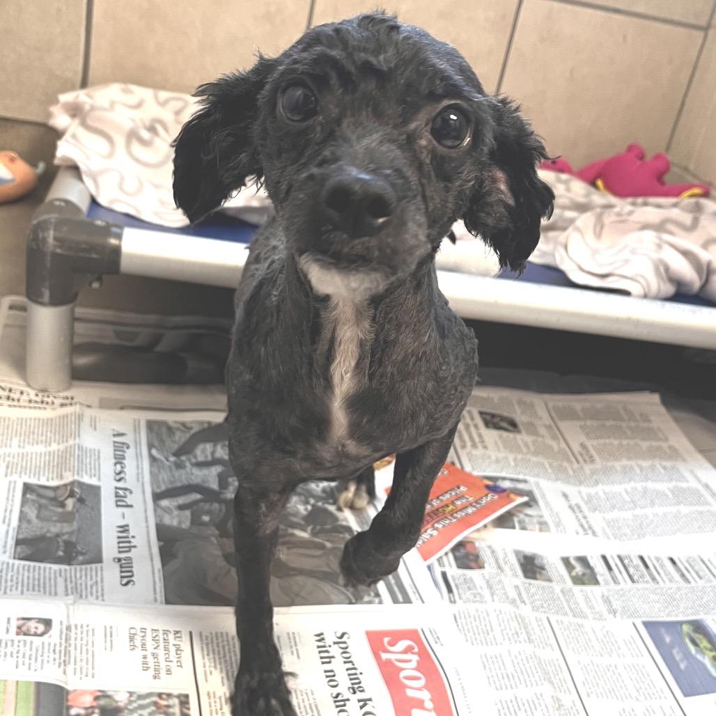 Enlarge Luna, a ADOPTABLE Maltipoo in Kansas City, KS image 1/1