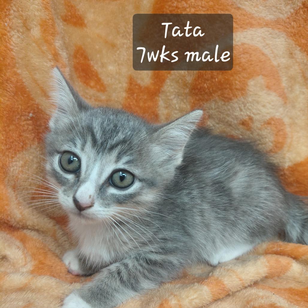Tata, Adoptable, Kitten Male Domestic Short Hair.