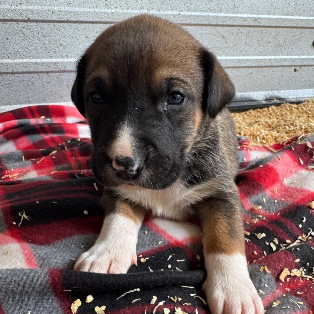 Enlarge Buddy, a Adoptable mixed breed in Duck River, TN image 1/2