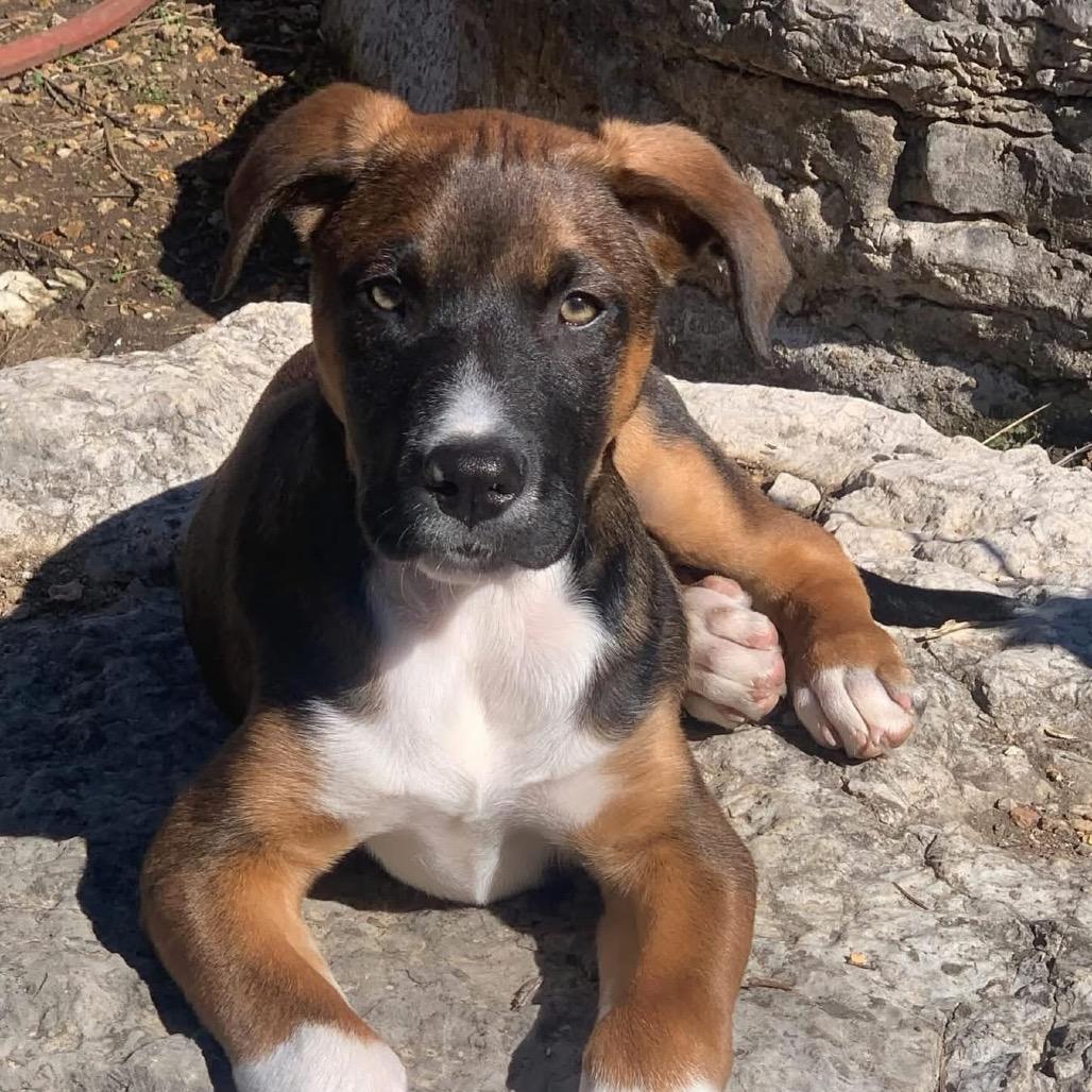 Enlarge Buddy, a Adoptable mixed breed in Duck River, TN image 2/2