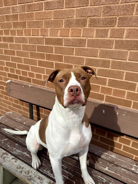 MAGGIE, Adoptable, Adult Female American Bulldog.