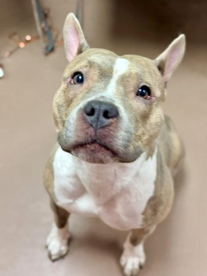 Bride, a ADOPTABLE Pit Bull Terrier in Chicago, IL image 1/5