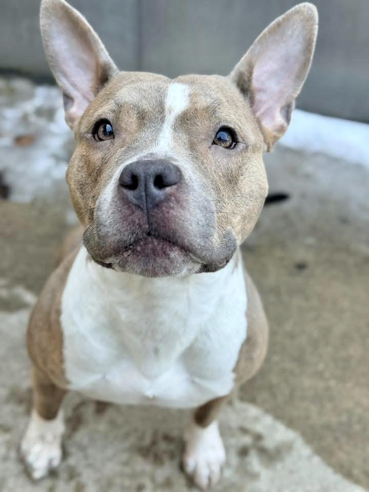 Bride, a ADOPTABLE Pit Bull Terrier in Chicago, IL image 2/5