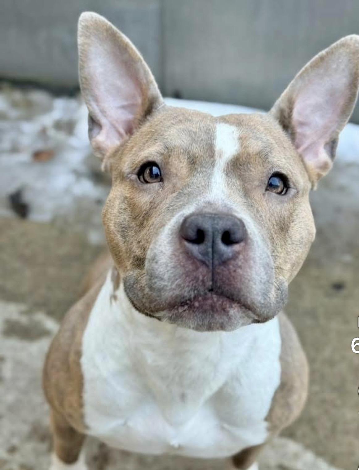 Bride, a ADOPTABLE Pit Bull Terrier in Chicago, IL image 3/5