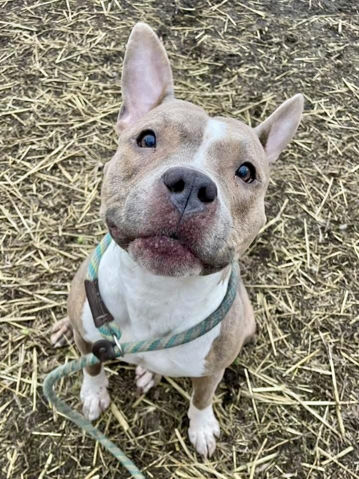 Bride, a ADOPTABLE Pit Bull Terrier in Chicago, IL image 4/5
